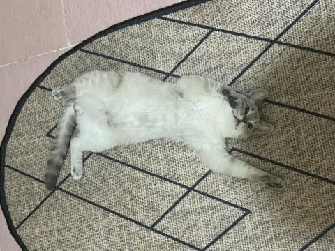 British shorthair kedim evde bebek olduğu için koydum