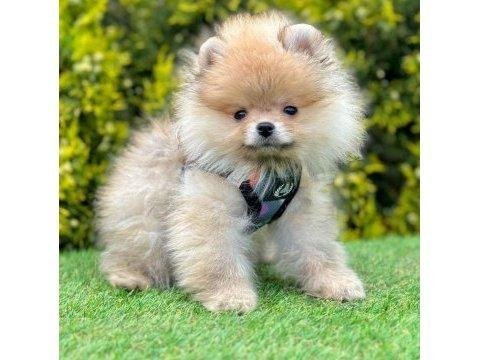 A kalite pomeranian yavruları