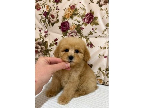 Maltipoo dişi erkek yavrularımız