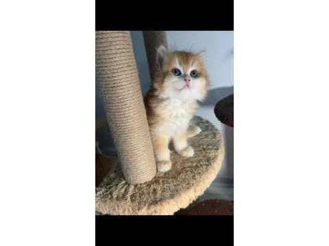 British longhair golden ny12 show kalite bebekler