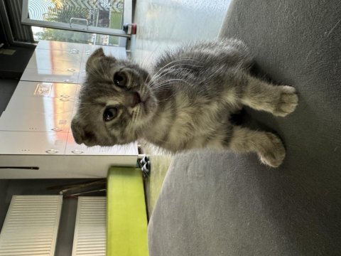 Scottish fold yavru kedimiz