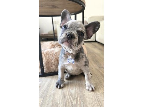 Satılık dişi fransız bulldog merle