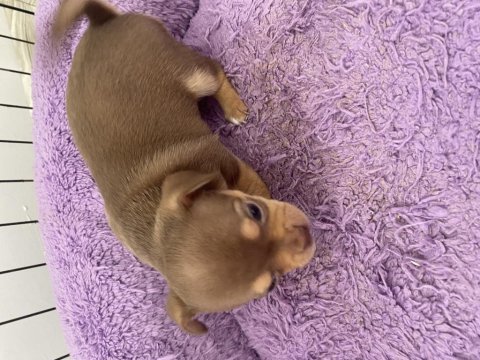 Chihuahua yavrular
