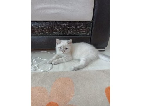 British shorthair oğlumuz