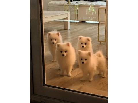A kalite pomeranian spitz yavrular