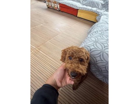Sevimli toy poodle 6 aylık aşıları tam sahibinden