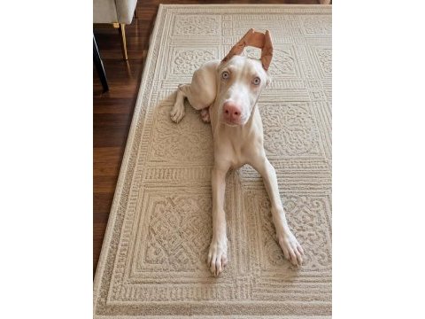 Türkiye'de eşi benzeri olmayan albino doberman 