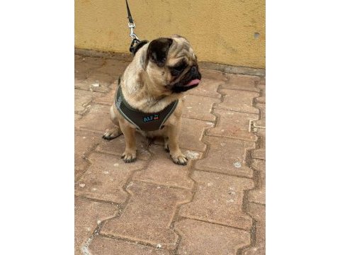 Dişi pug köpeğim 1,5 yaşında