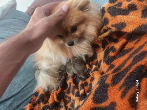 Miniş pomeranian yavrular