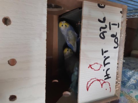 Yeni eşleme rainbow muhabbet kuşu