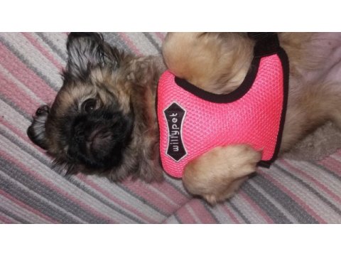 3 aylık pekinez köpeği