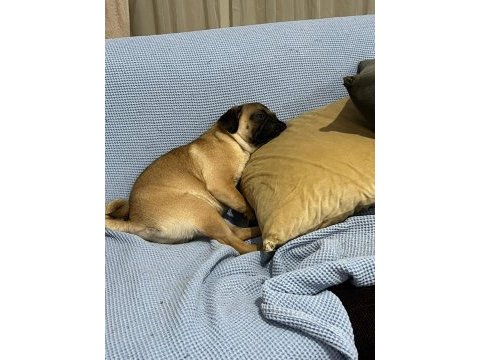 8 aylık uygun fiyata dişi sahiplendirilecek pug