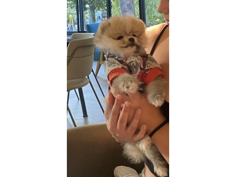 Pomeranian boo köpeği