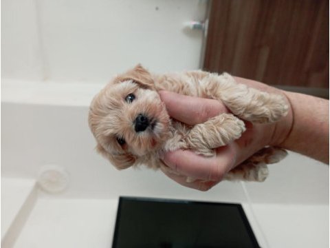 Toy poodle erkek yavrumuz