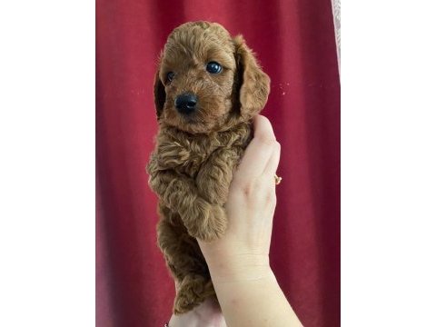 Sağlık ve ırk garantili poodle
