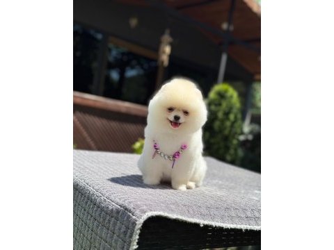 Ayıcık surat pomeranian boo bebekler