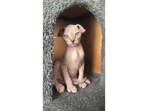 2 dişi 2 erkek levkoy sphynx yavruları yuvasını arıyor