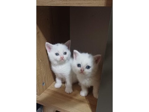 Minnoşum british shorthair