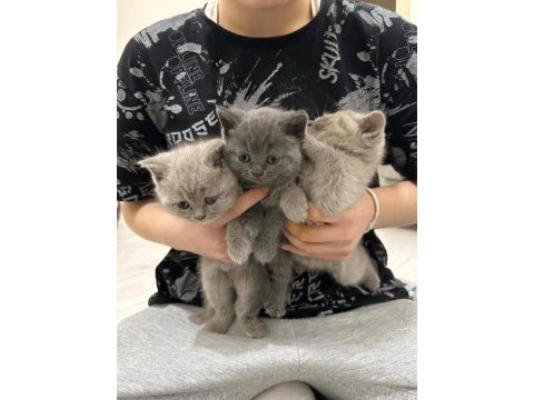 British shorthair yavrularımız yeni sahiplerini bekliyor