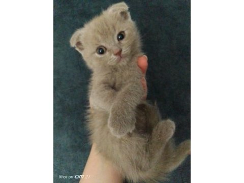 Scottish fold yavrularımız yeni yuvalarını arıyor