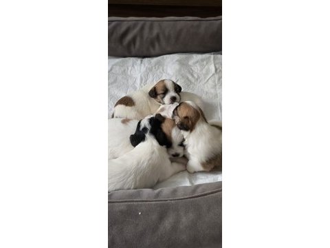 Şecereli jack russell yavrular