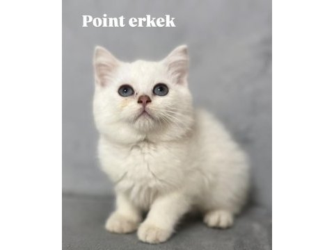 Point british shorthair erkek
