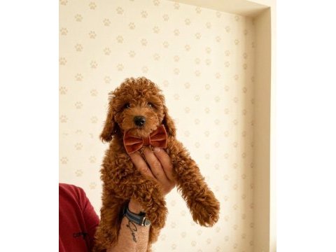 Poodle toy muhteşem bebekler