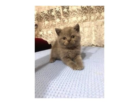 9 adet yavru kediler