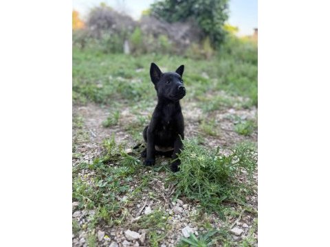Belçika malinois jet black