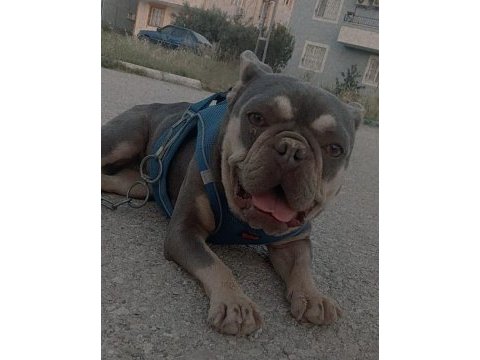 French bulldog kızımız yeni yuvasını arıyor
