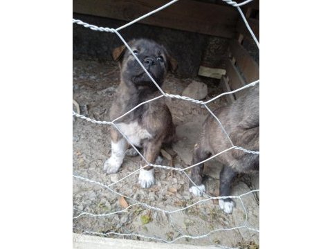 A kalite köpekleri beslemek isteyenler buyursun
