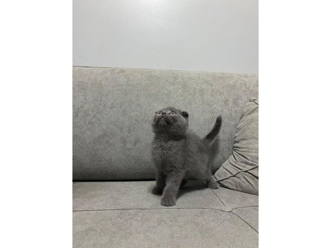 A kalite british shorthair yavrular