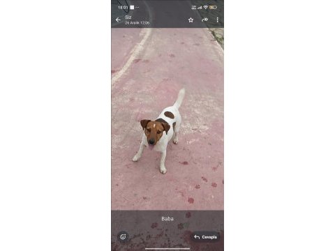 Fırlama jack russell show kalite