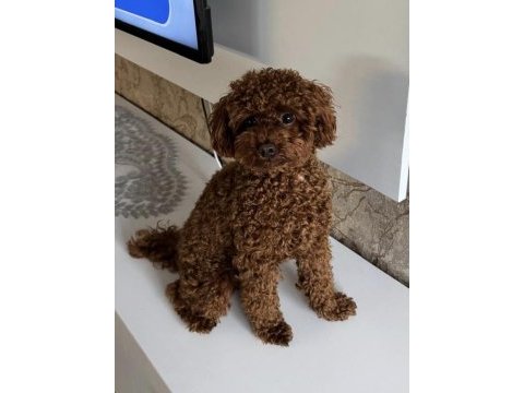 İlk doğum ilk yavrular poodle