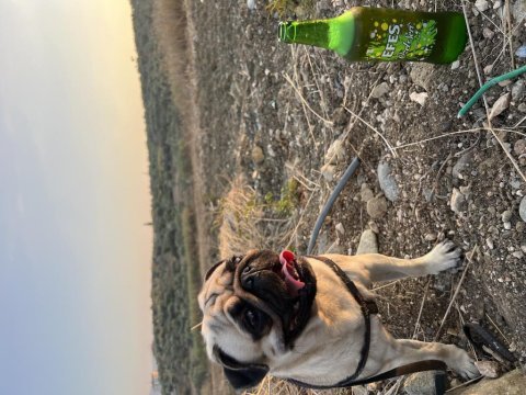Pug 2 yaşında erkek