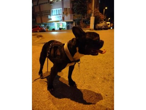 Safkan micro fransız bulldog dişi 2.5 yaşında