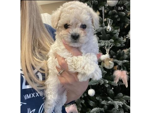 Maltipoo ile evimize neşe katmaya hazır mısınız