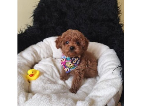 Yakışıklı poodle prens