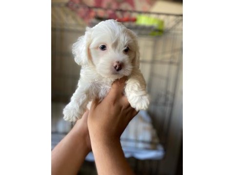 Terrier yavrumuz yeni ailesini arıyor