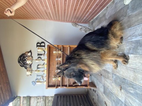 Burkemden safkan alman çoban köpeği yavruları