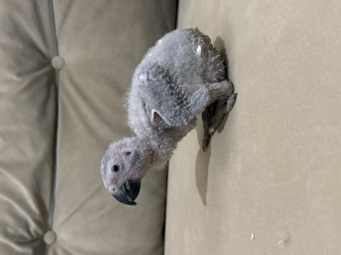 Beyaz tırnak el besleme jako papağanı bebek
