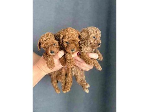 Biblo güzelliğine sahip gerçek red toy poodle