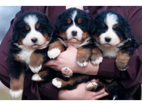 Bernese mountain dog
