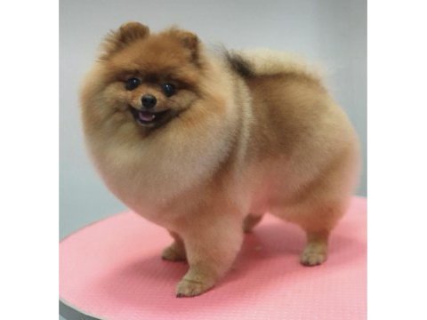 Pomeranian dişi 3 yaş