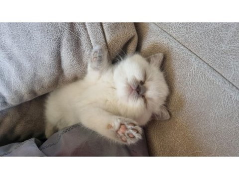Boncuk gözlü blue point british shorthair