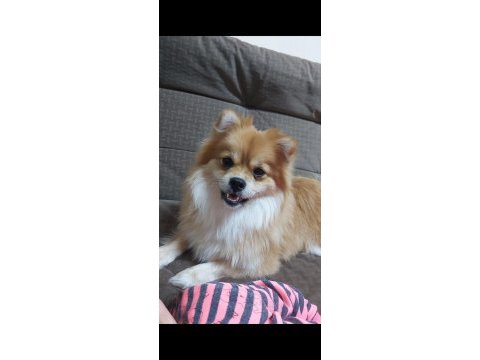 Pomeranian spitz 2 yaşında