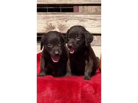 Labrador çikolata siyah yavrular hazırda