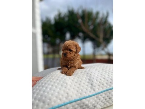 Çikolata poodle bebekler