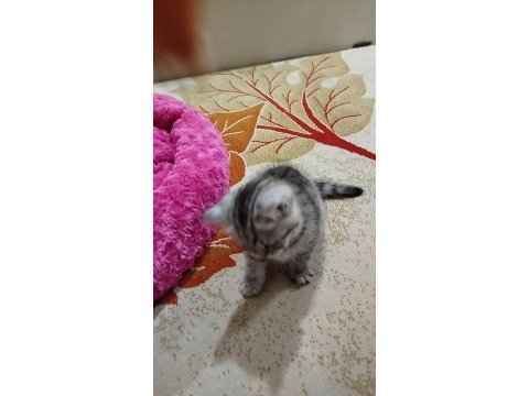 Hoşçakal oscarım bal mı bal kedimiz