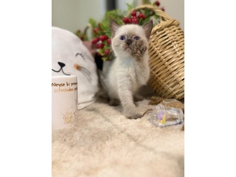 Çikolata point british shorthair